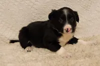 Bill, a male Border Collie for sale in Milton, IA – Photo 1 of 2