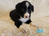 Bill, a male Border Collie for sale in Milton, IA – Photo 2 of 2