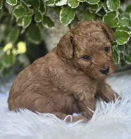Simon, a male Poodle - Toy  for sale in Milton, IA – 1 of 1