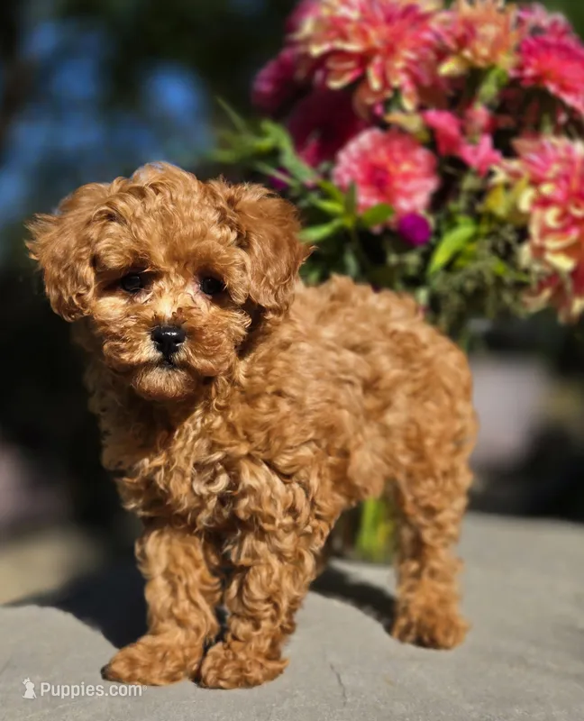 Mia – Poodle - Toy  puppy for sale in Milton, IA