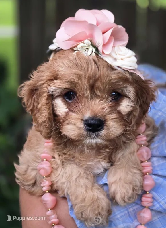 Yonna – Cavapoo puppy for sale in Milton, IA