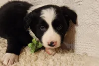 Baxter, a male Border Collie for sale in Milton, IA – Photo 1 of 2