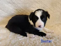 Baxter, a male Border Collie for sale in Milton, IA – Photo 2 of 2