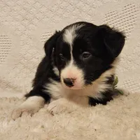 Ben, a male Border Collie for sale in Milton, IA – Photo 1 of 2