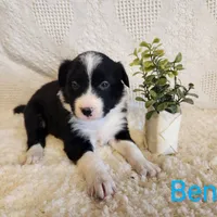 Ben, a male Border Collie for sale in Milton, IA – Photo 2 of 2