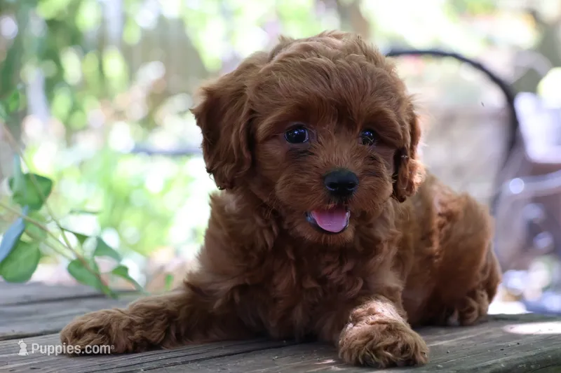 Max – Cockapoo puppy for sale in Milton, IA