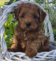 Max, a male Cockapoo for sale in Milton, IA – 1 of 1