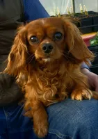 Pippa, a female Cavapoo for sale in Milton, IA – Photo 3 of 3