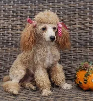 Pippa, a female Cavapoo for sale in Milton, IA – Photo 2 of 3