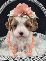 Pippa, a female Cavapoo for sale in Milton, IA – Photo 1 of 3