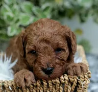 Hayden, a male Poodle - Toy  for sale in Milton, IA – 1 of 1