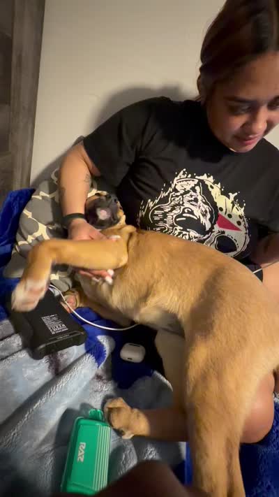 Zaza, a female Black Mouth Cur for sale in Charlotte, NC – 5 of 5