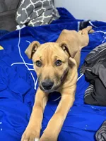 Zaza, a female Black Mouth Cur for sale in Charlotte, NC – 3 of 5