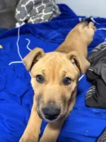 Zaza, a female Black Mouth Cur for sale in Charlotte, NC – 2 of 5