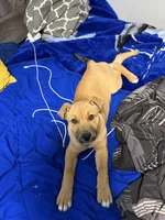 Zaza, a female Black Mouth Cur for sale in Charlotte, NC – 4 of 5