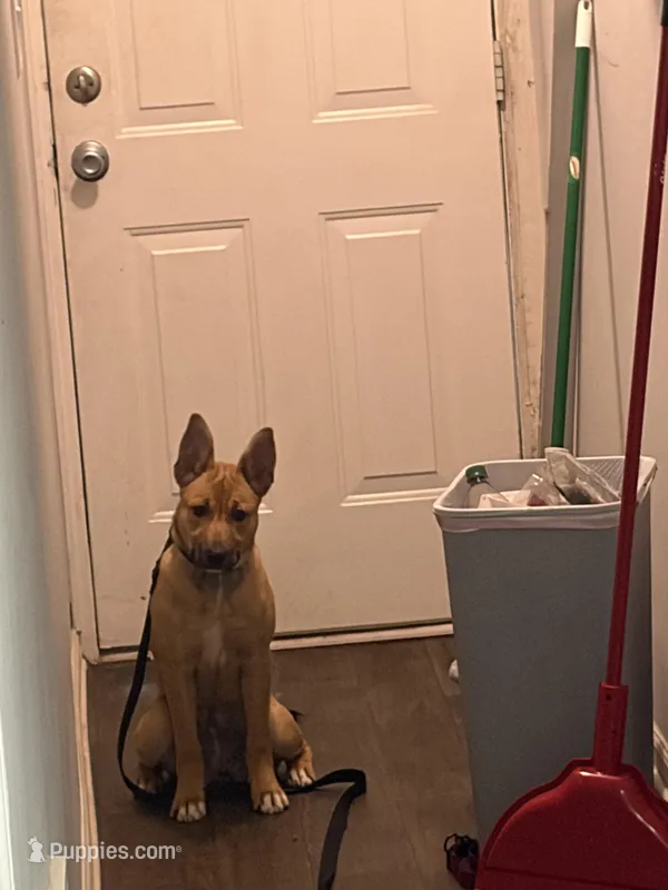 Zaza – Black Mouth Cur puppy for sale in Charlotte, NC