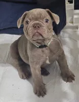 Major, a male French Bulldog for sale in North Las Vegas, NV – 1 of 1
