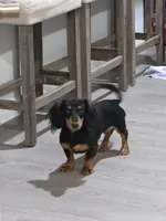 Winne, a male Miniature Dachshund for sale in Spring, TX – 3 of 3