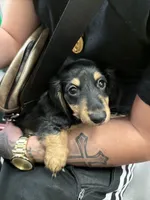 Winne, a male Miniature Dachshund for sale in Spring, TX – 2 of 3