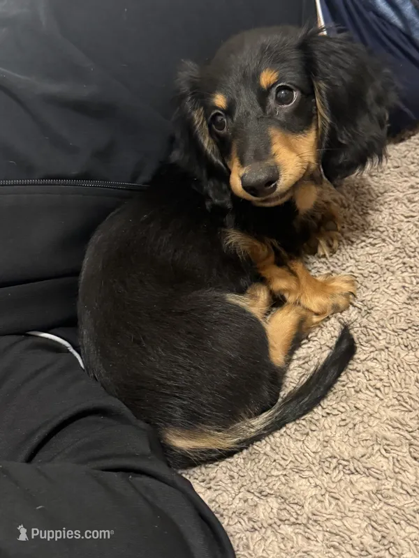 Winne – Miniature Dachshund puppy for sale in Spring, TX
