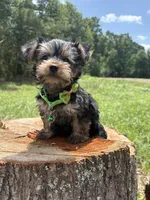 Sledge , a male Yorkshire Terrier for sale in Jayess, MS – 4 of 4