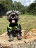 Jada , a female Miniature Schnauzer for sale in Brookhaven, MS – 4 of 5