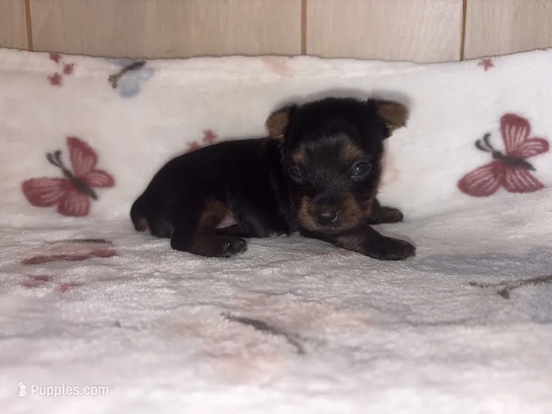 Dino – Yorkshire Terrier puppy for sale in Brookhaven, MS