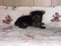 Dino, a male Yorkshire Terrier for sale in Brookhaven, MS – 1 of 3