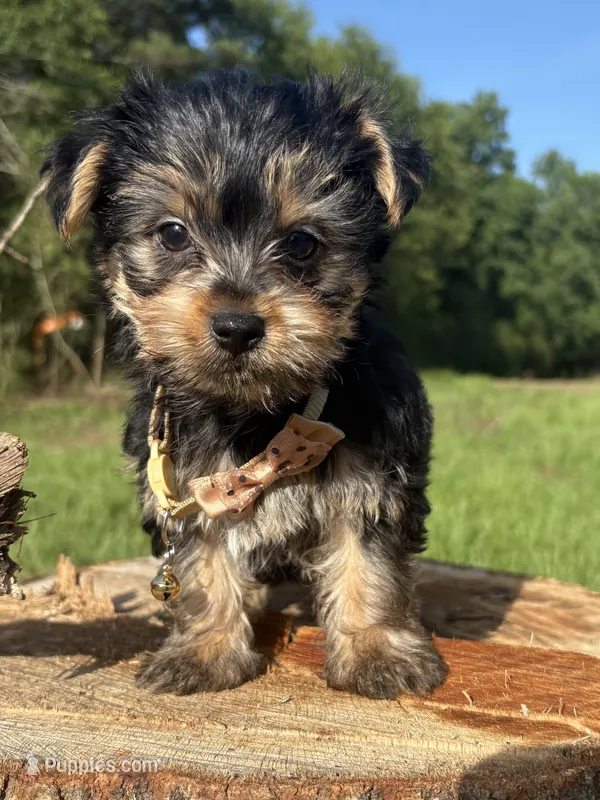 Clyde  – Yorkshire Terrier puppy for sale in Jayess, MS