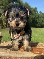 Clyde , a male Yorkshire Terrier for sale in Jayess, MS – 1 of 3