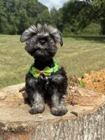 Jada , a female Miniature Schnauzer for sale in Brookhaven, MS – 2 of 5