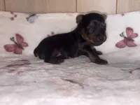 Dino, a male Yorkshire Terrier for sale in Brookhaven, MS – 2 of 3