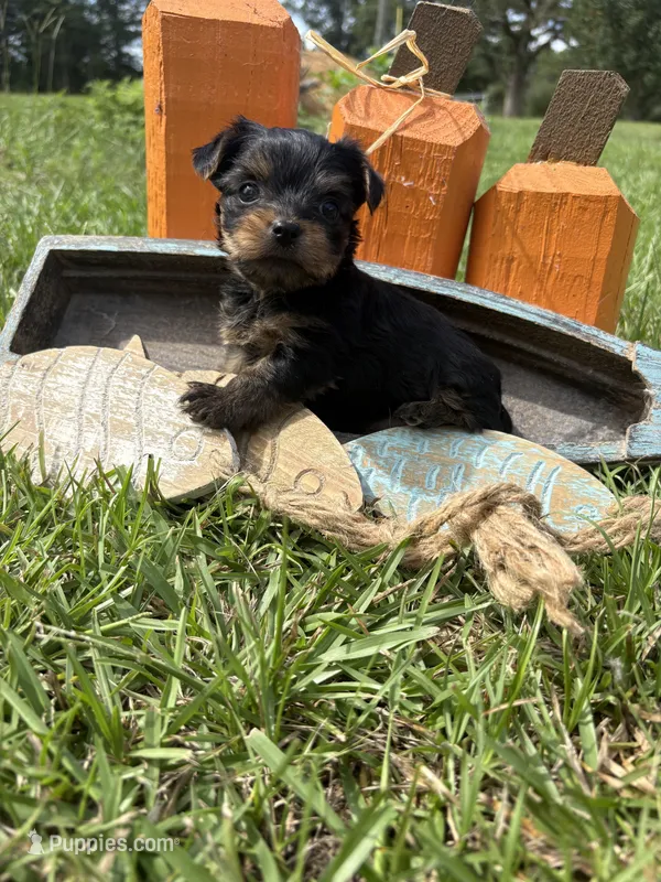 Molly – Yorkshire Terrier puppy for sale in Brookhaven, MS