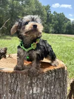 Sledge , a male Yorkshire Terrier for sale in Jayess, MS – 3 of 4