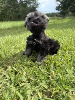 Jada , a female Miniature Schnauzer for sale in Brookhaven, MS – 2 of 4
