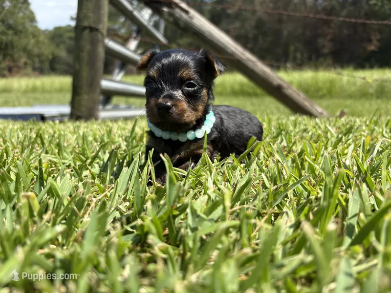Dino – Yorkshire Terrier puppy for sale in Brookhaven, MS