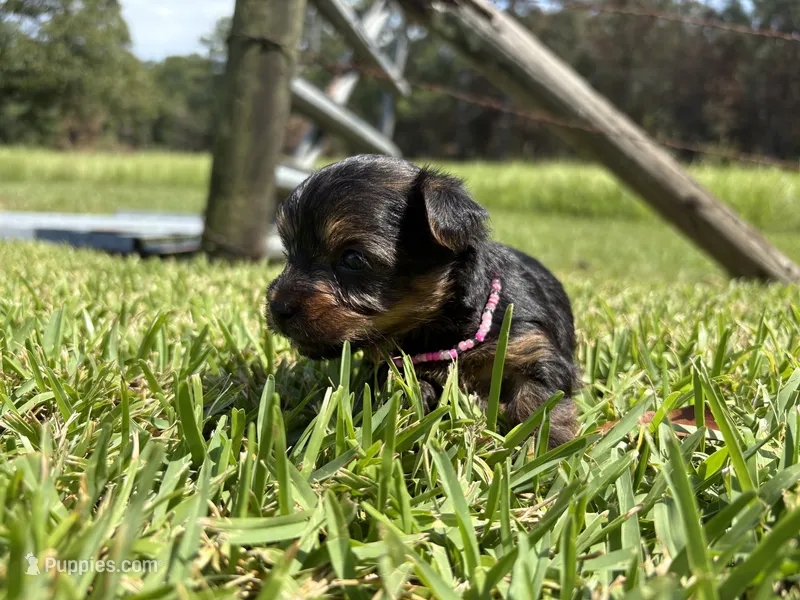 Tilly  – Yorkshire Terrier puppy for sale in Brookhaven, MS