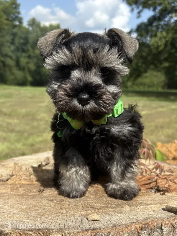 Jada  – Miniature Schnauzer puppy for sale in Brookhaven, MS