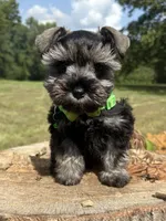 Jada , a female Miniature Schnauzer for sale in Brookhaven, MS – 3 of 5