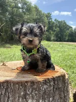 Sledge , a male Yorkshire Terrier for sale in Jayess, MS – 1 of 4