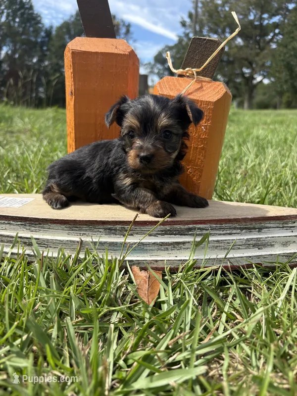 Tilly  – Yorkshire Terrier puppy for sale in Brookhaven, MS