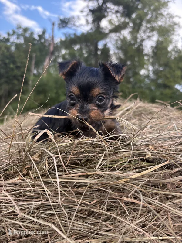 Dino – Yorkshire Terrier puppy for sale in Brookhaven, MS