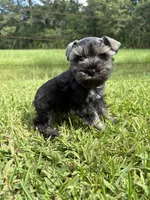 Jada , a female Miniature Schnauzer for sale in Brookhaven, MS – 4 of 4