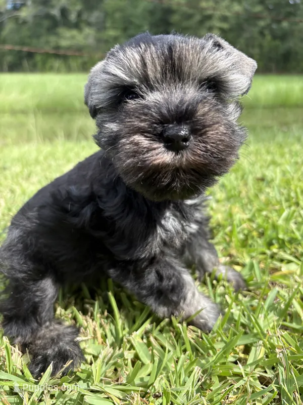 Jada  – Miniature Schnauzer puppy for sale in Jayess, MS