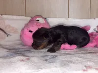 Molly, a female Yorkshire Terrier for sale in Brookhaven, MS – 2 of 2