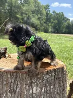 Sledge , a male Yorkshire Terrier for sale in Jayess, MS – 2 of 4
