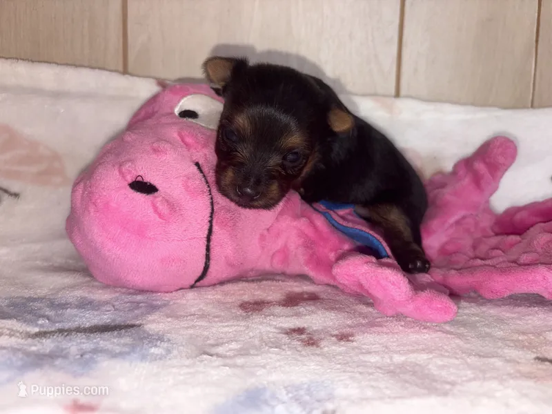 Molly – Yorkshire Terrier puppy for sale in Brookhaven, MS