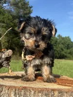 Clyde , a male Yorkshire Terrier for sale in Jayess, MS – 2 of 3