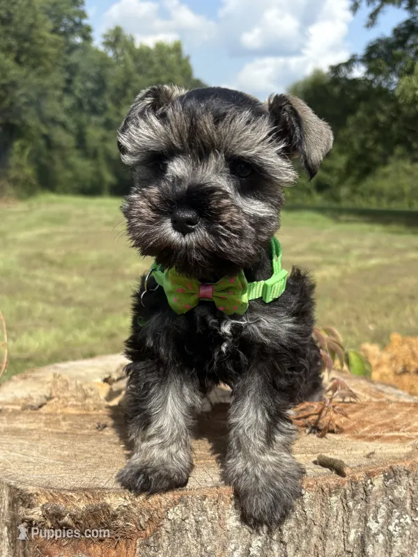Jada  – Miniature Schnauzer puppy for sale in Brookhaven, MS