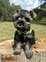 Jada , a female Miniature Schnauzer for sale in Brookhaven, MS – 1 of 5